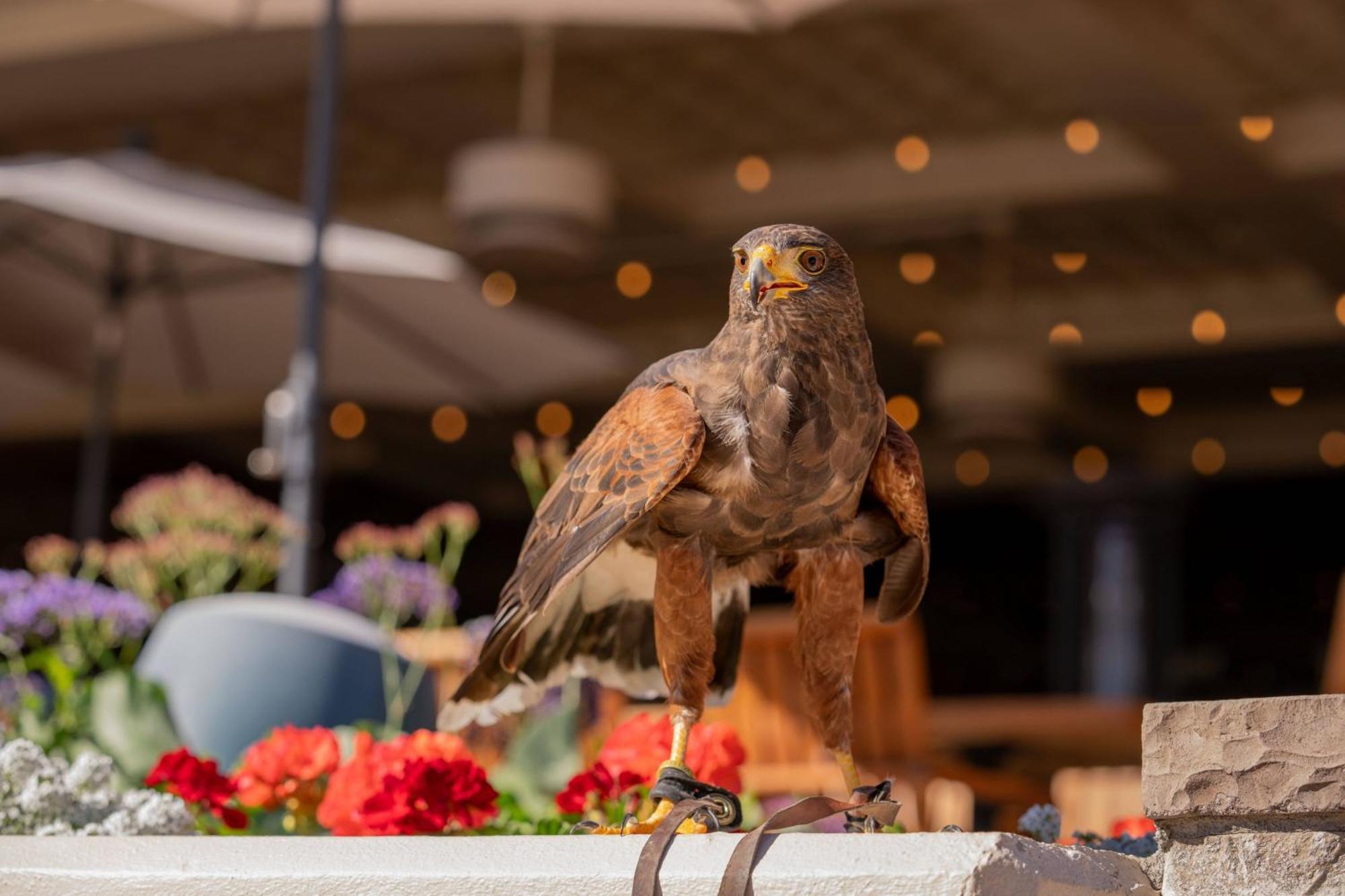 The Phoenician, A Luxury Collection Resort, スコッツデール エクステリア 写真