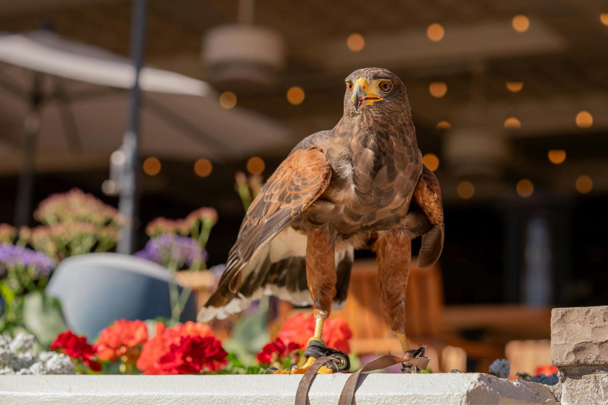 The Phoenician, A Luxury Collection Resort, スコッツデール エクステリア 写真